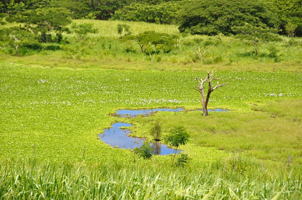 LIS D'EAU ET BOIS MORT by m.claude