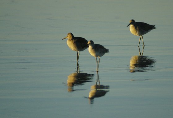 Ocean Birds by Randy Redekopp