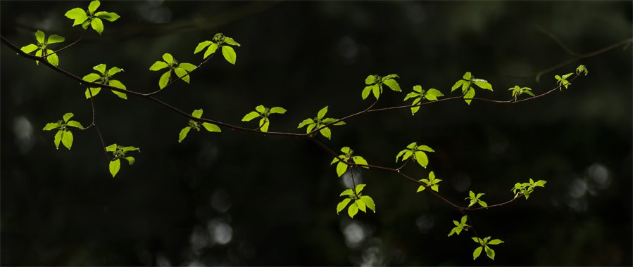 Leaves by Randy Redekopp