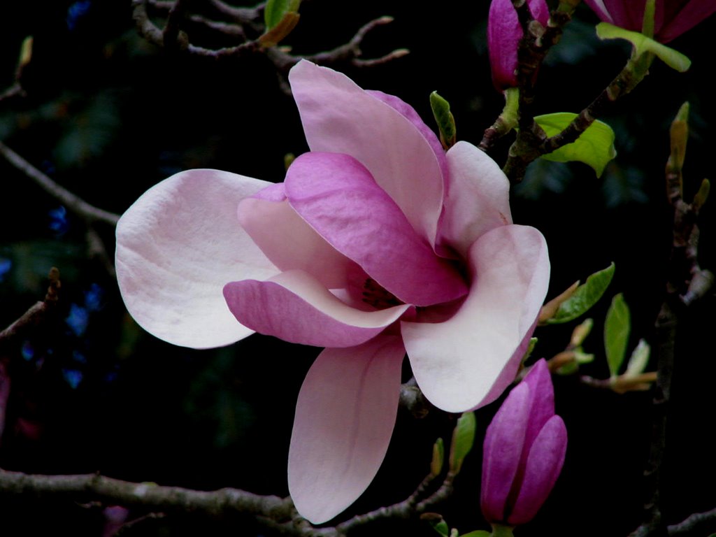 De los Magnolios de Cangas de Onís. Principado de Asturias. by Valentin Enrique Fer…