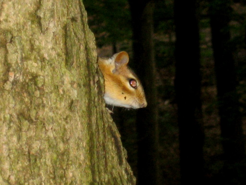 Chipmonk peeking out of her treehouse (Lambton Woods) by Nikbrovnik