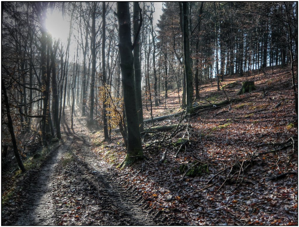 Wann warst Du zuletzt im Wald? by pillboxs