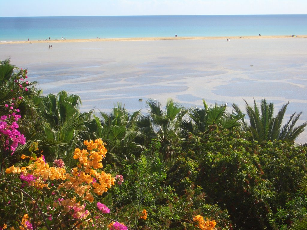 Palmen und Strand by HBHarry