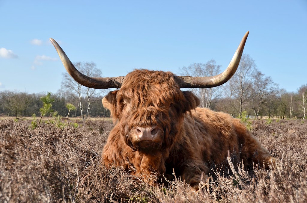 Impressive, but friendly those "Scottisch" cow at Planken Wambuis Ede-Schaarsbergen by Henq