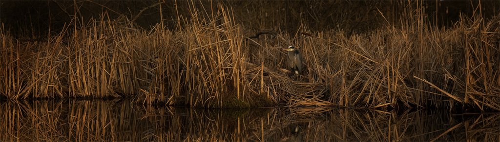 Fall Heron by Randy Redekopp