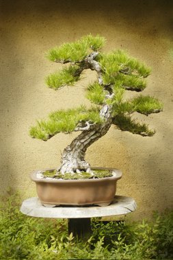 Bonsai by Randy Redekopp