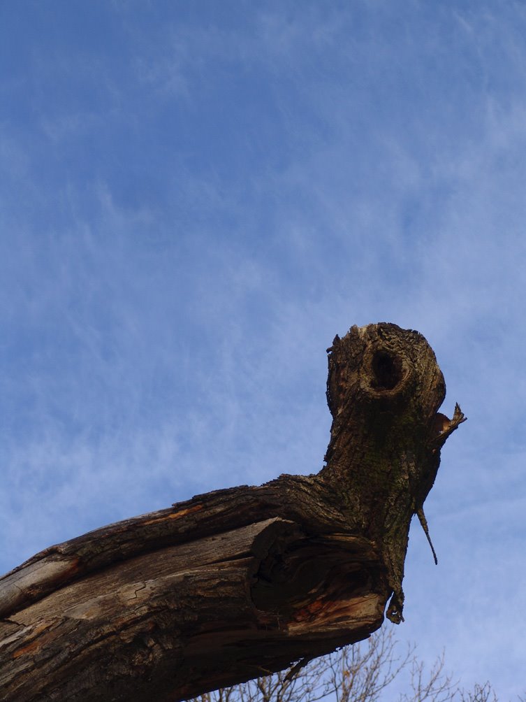 L'Allocco di legno (Tawny Owl wood). Monte Venda, Colli Euganei, 1 gennaio 2008 by Marco Ferrari