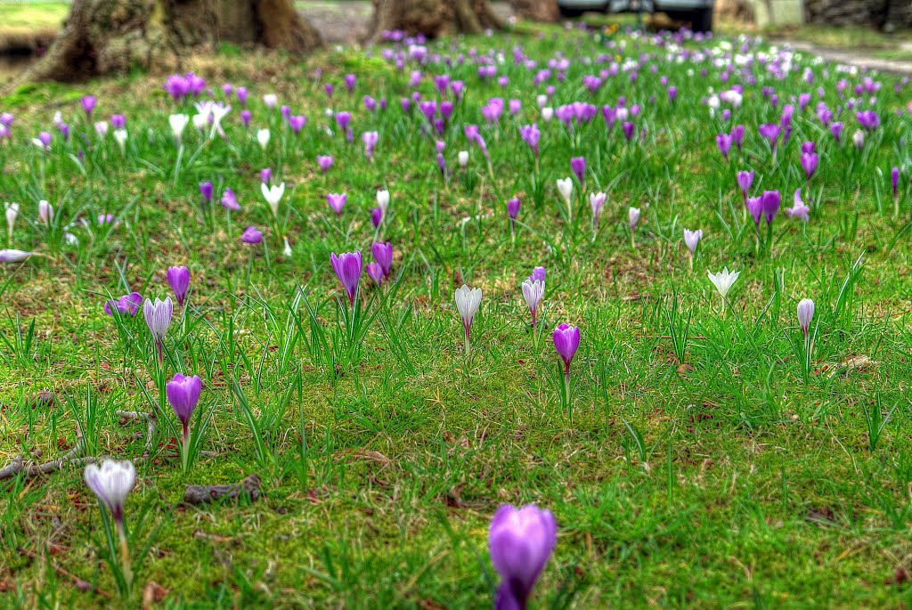 Spring at children's farm "Essesteijn" by andorraliechtenstein