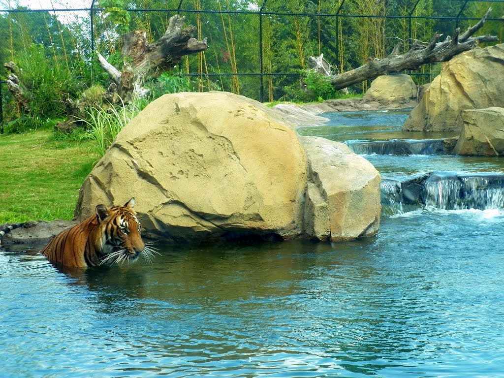 Tiger in Virginia Zoological Park, Norfolk, VA, USA by Sergey Daulenov