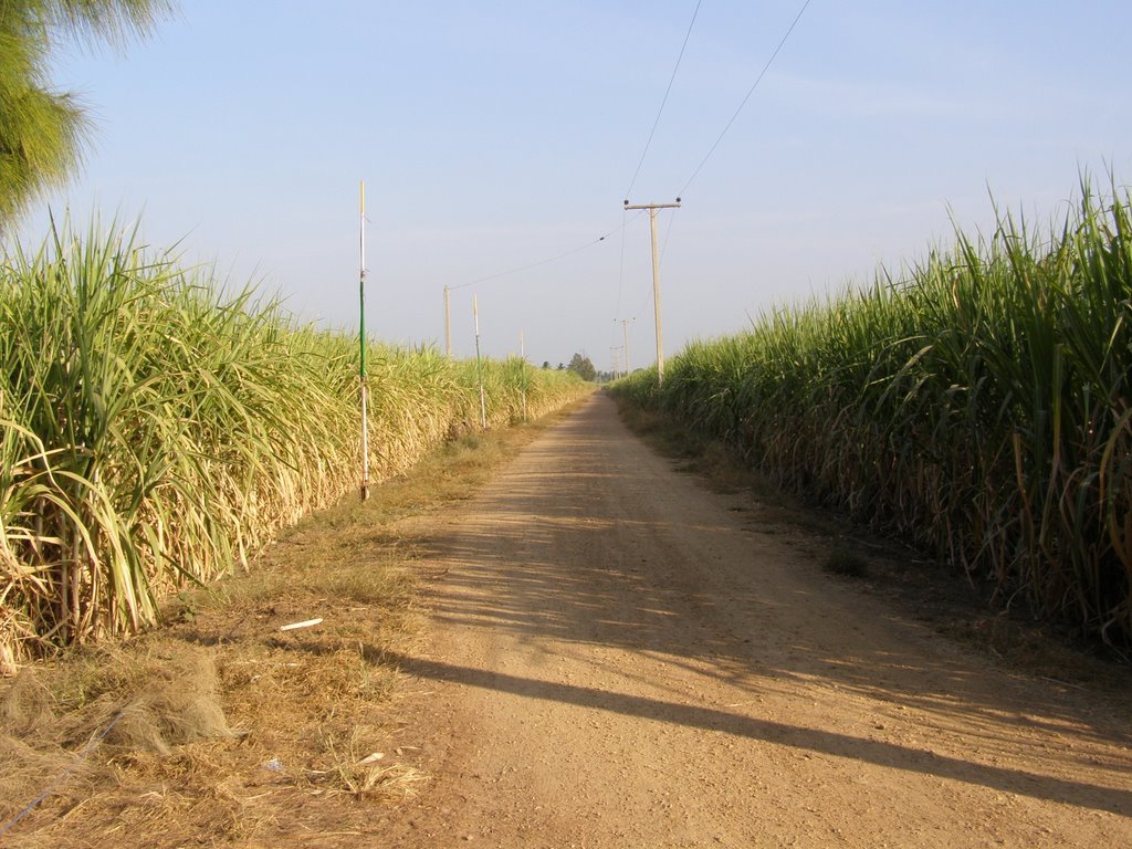 Nong Hua Ngok Road. by Chamrat Charoenkhet