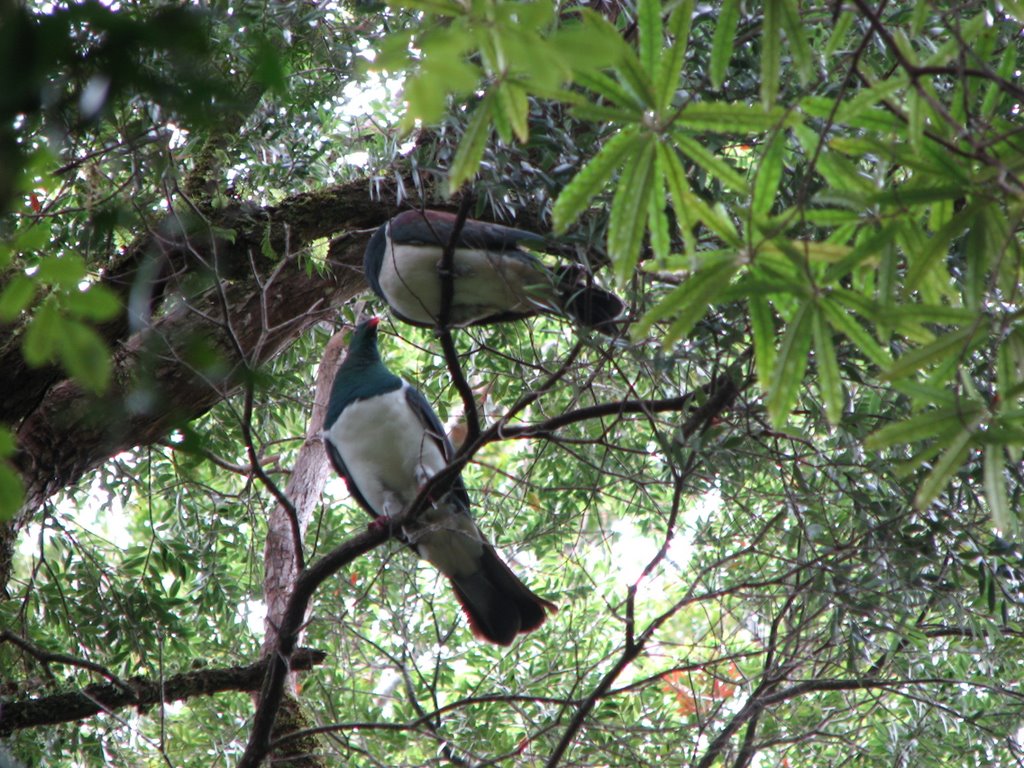 Native Wood Pigeons (Keruru) by mountainman