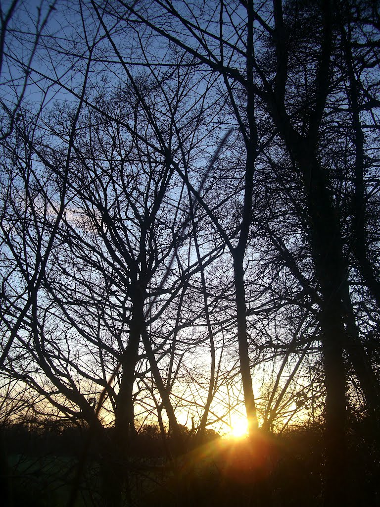 Trees at Bute Park by SKMANN