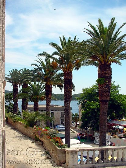 Palm trees in Korcula by Katarzyna MAZUROWSKA…