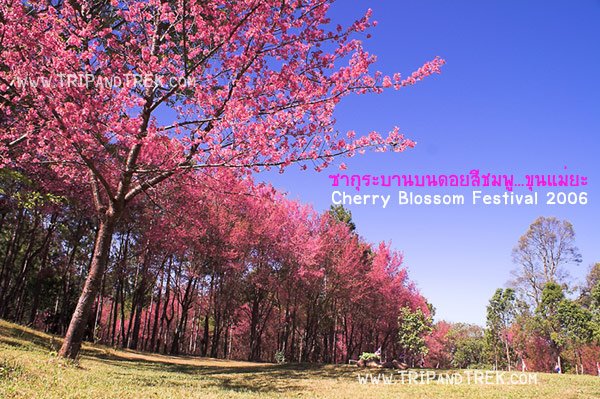 Thailand Cherry Blossom Festival 2006 by Trip&Trek