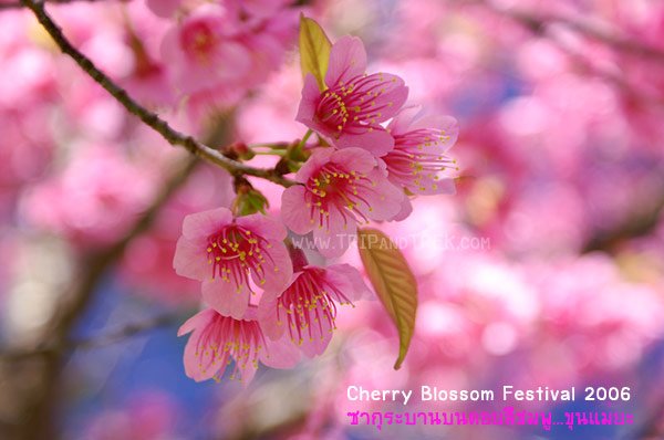 Thailand Cherry Blossom Festival 2006 by Trip&Trek