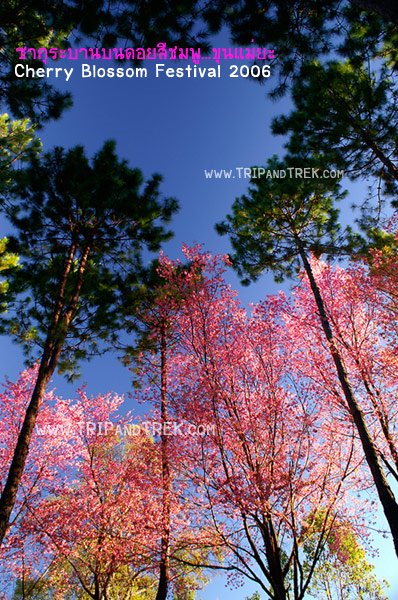 Thailand Cherry Blossom Festival 2006 by Trip&Trek