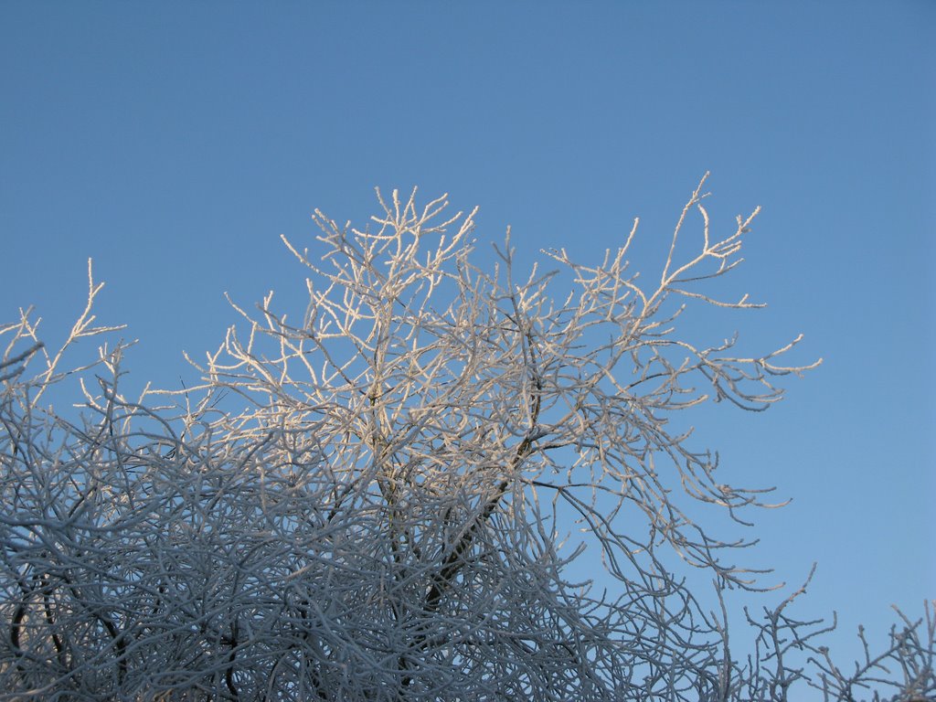 Kriekenbomen (Winter) by SMN