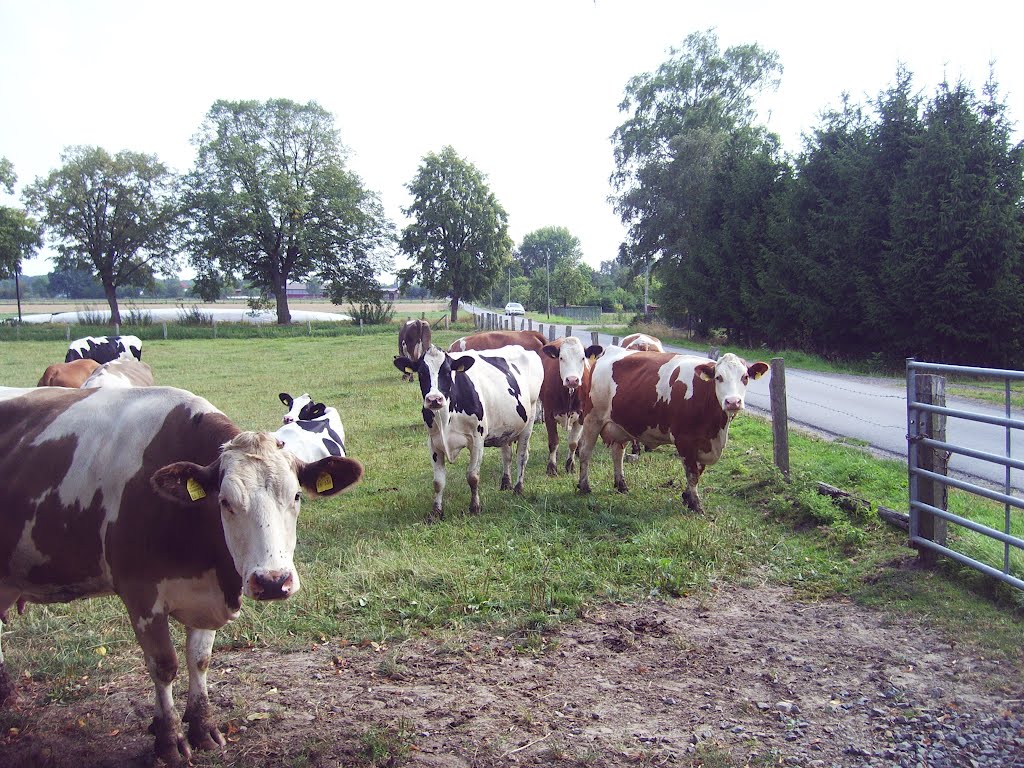 Kühe Hinter den Höfen by @.@.