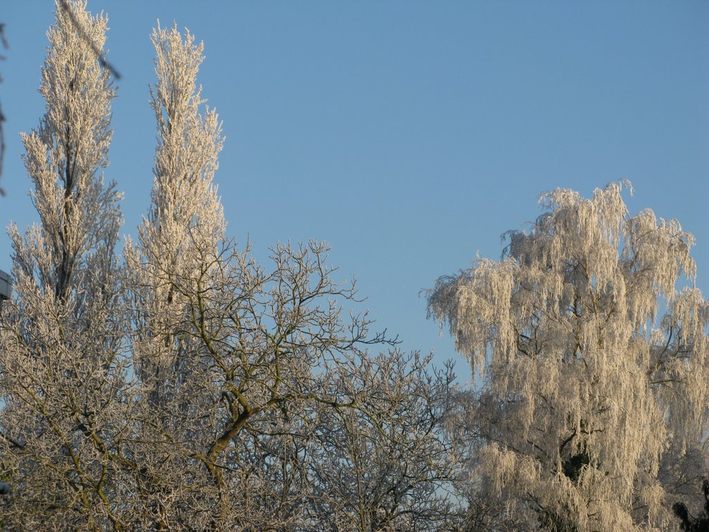 Bomen (Winter) by SMN