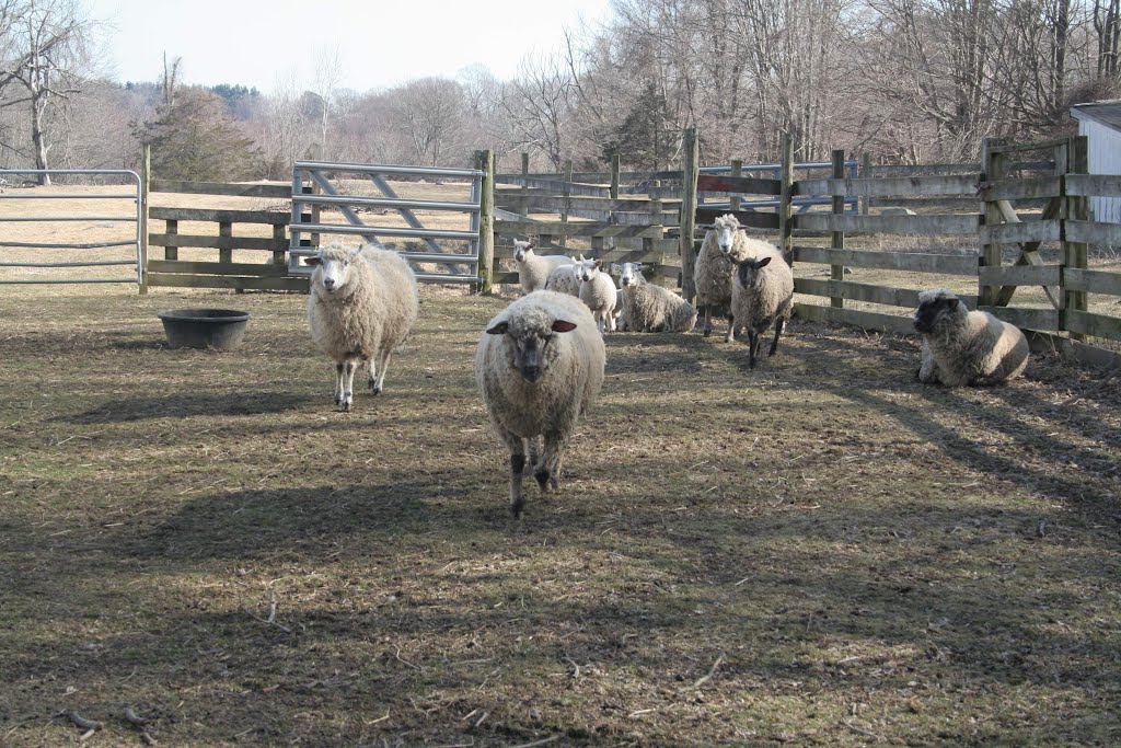 End Of A Sheepish Winter at Cherry Grove Farm, Newtown CT by Bee Chick