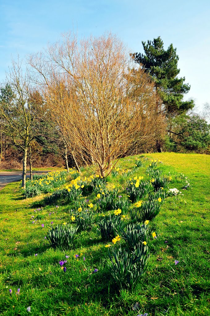 Abingdon Road by DAVID ROBINS