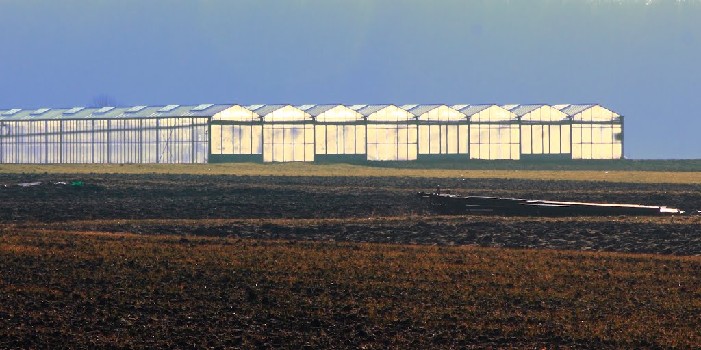 Green House by frankenfoto