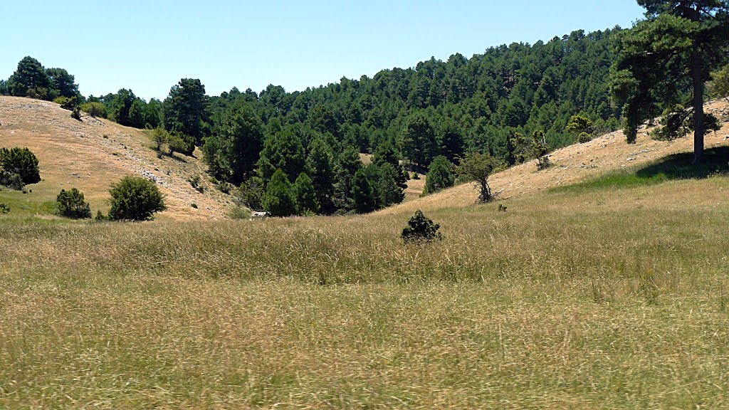 Pastos en Carrascallano. Fuertescusa (Cuenca). Jul/2011 by Román Rojo