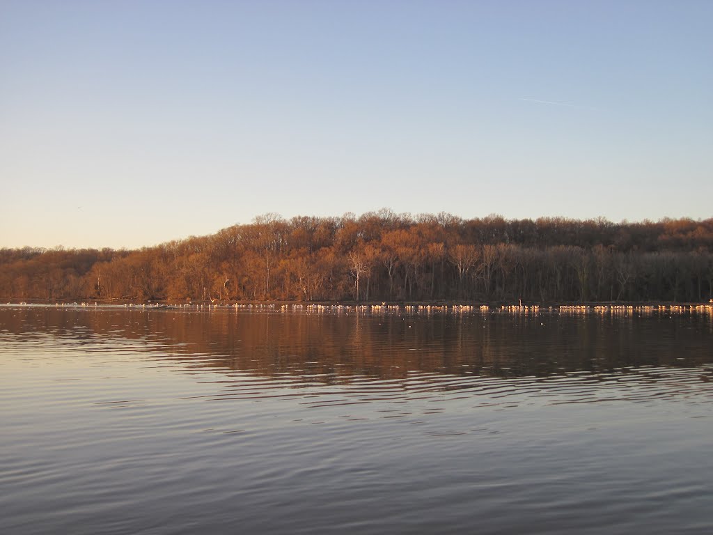 Aquatic bird aggregation on the piscataway creek sandbar by midatlanticriverrat