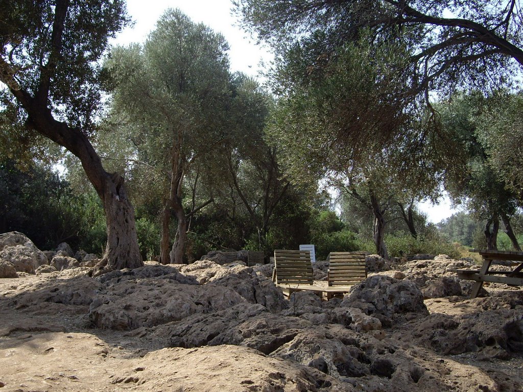 Trees on cleopatra's island by Jean Raven