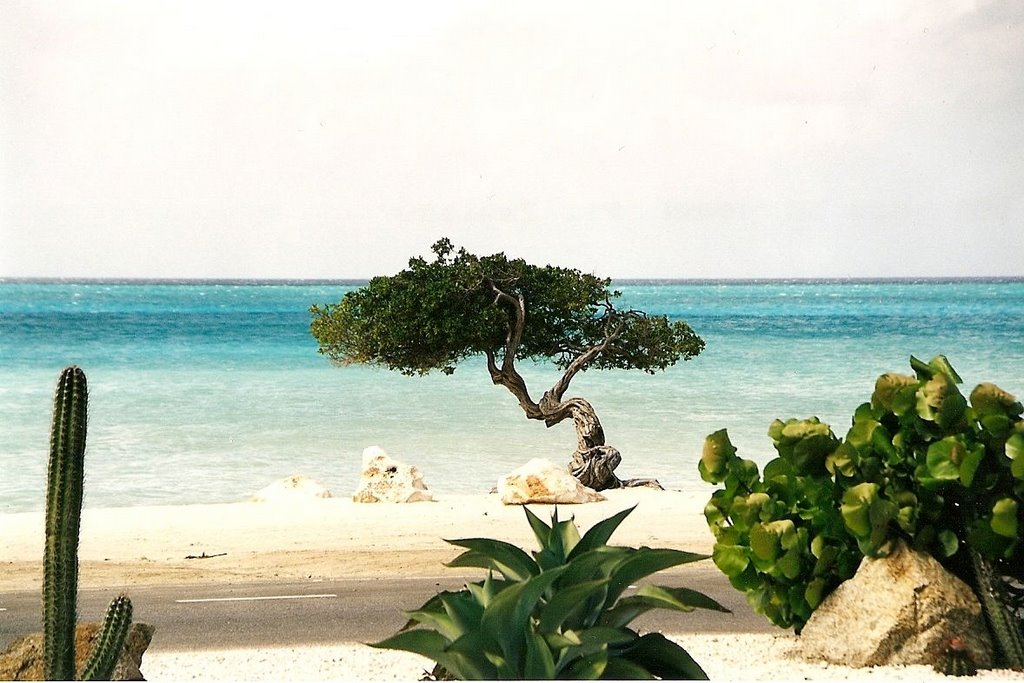 Tree Divi-Divi, Aruba by slasher518