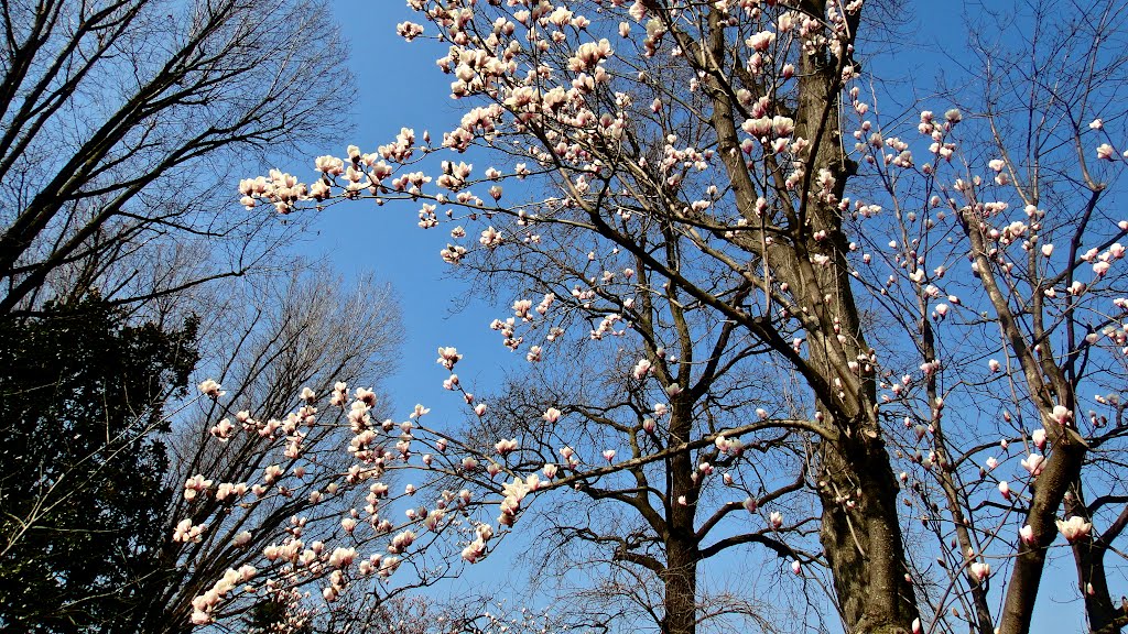 Magnolia dai fiori bianchi by Simon Monroe