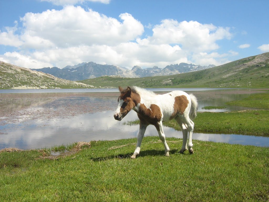 Petit Cheval pour grand Zorro by Vengeur masqué