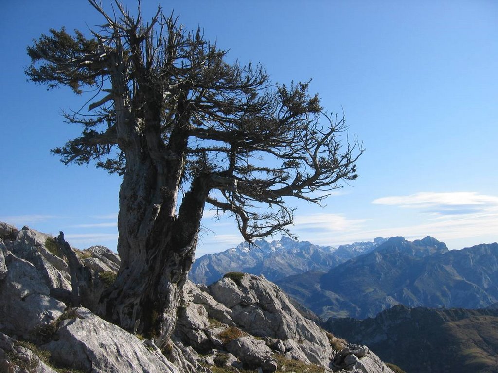 Tejo moribundo y Picos Europa (Ponga) by La Casa del Chiflón