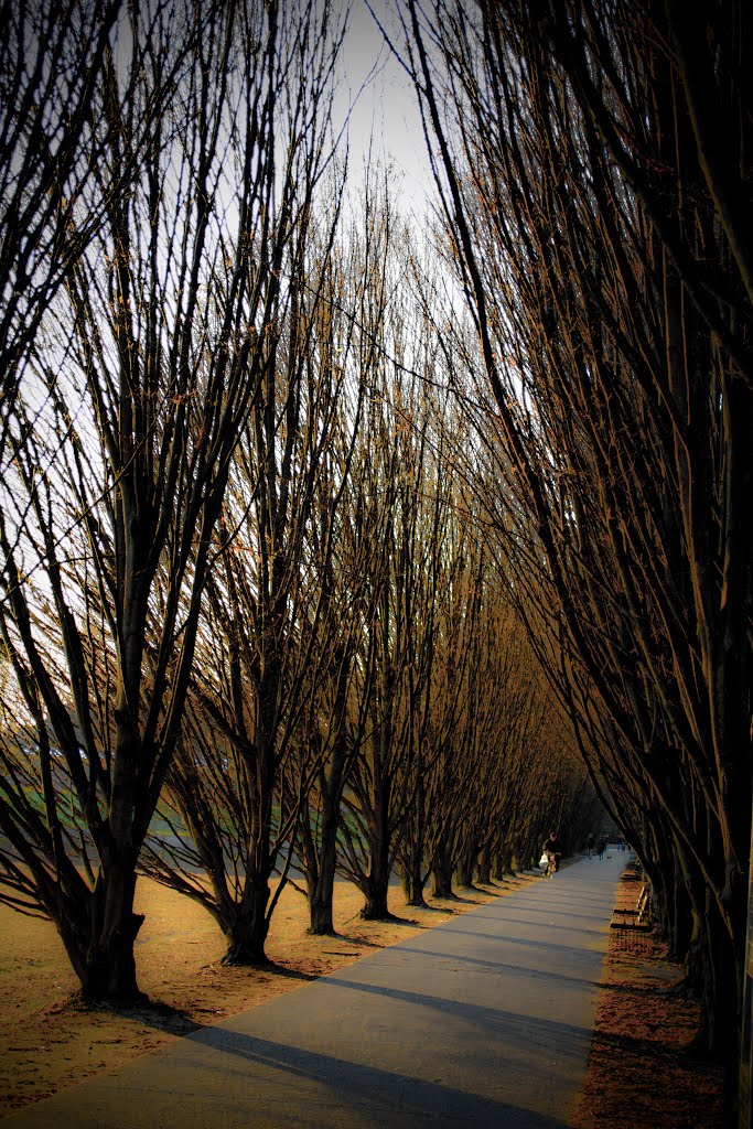 Viale alberato by Deletrod