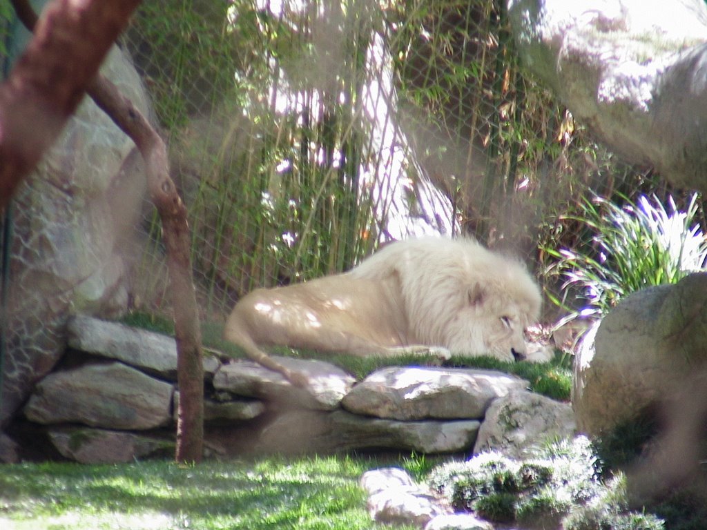 White lion by henky13