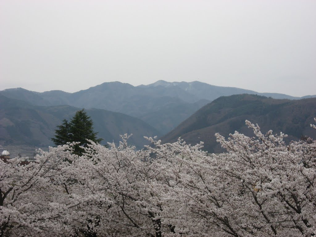 Cherry blossoms in Matsusiro by knasur