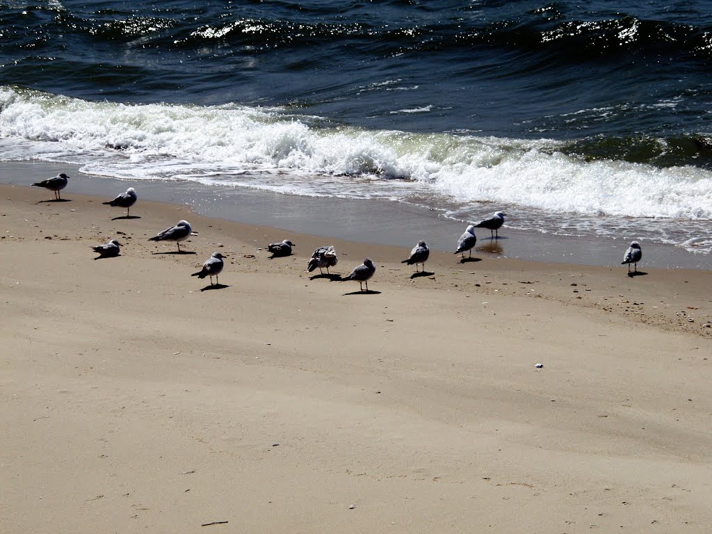 VIRGINIA: KIPTOPEKE STATE PARK: seagulls on the sandy shore of the Chesapeake Bay by Douglas W. Reynolds, Jr.