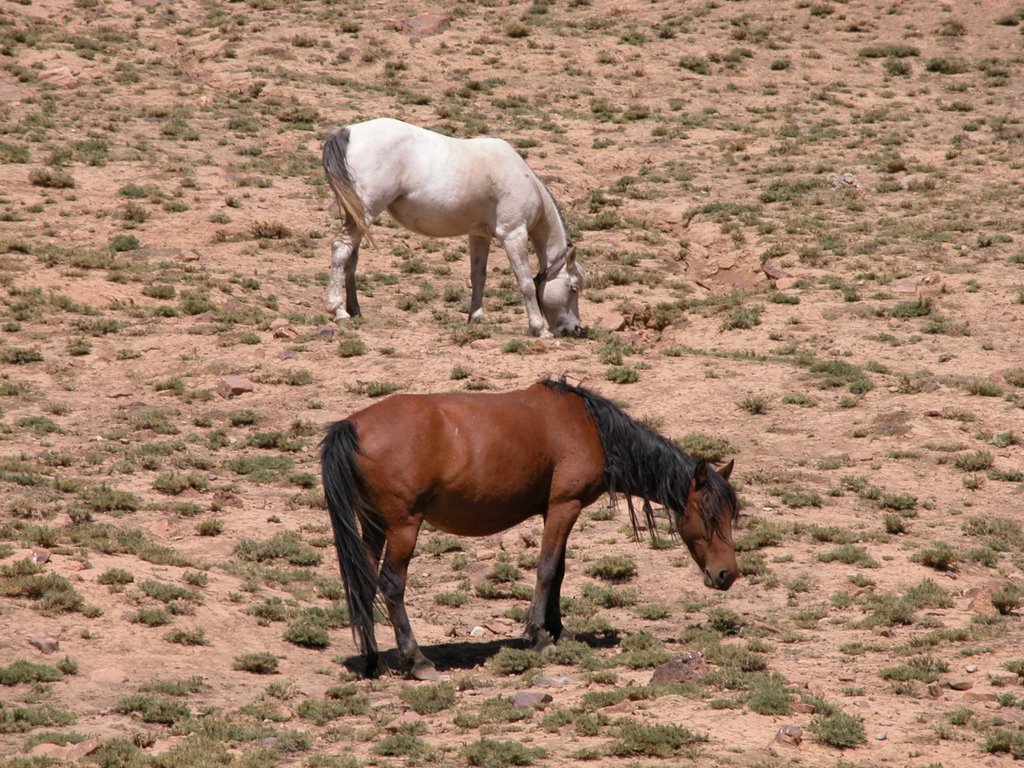 Jojar by Masoud Nemati