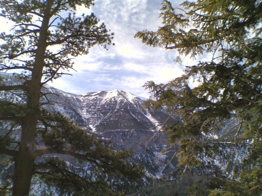 Spring in mount Charleston Las Vegas by vazrik