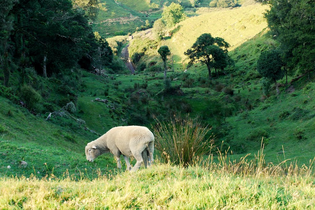 Pohukura Saddle, Forgotten World Highway, Taranaki by Linbery