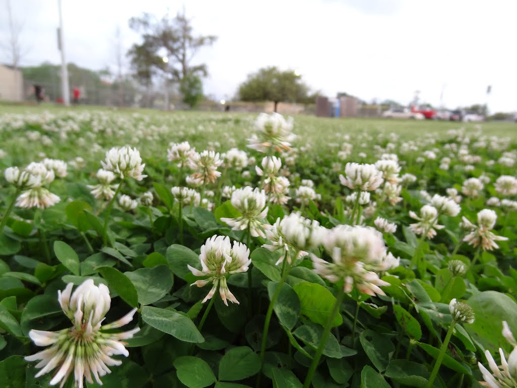 Clover Field - No horses to relish it by Wolfgang Houston