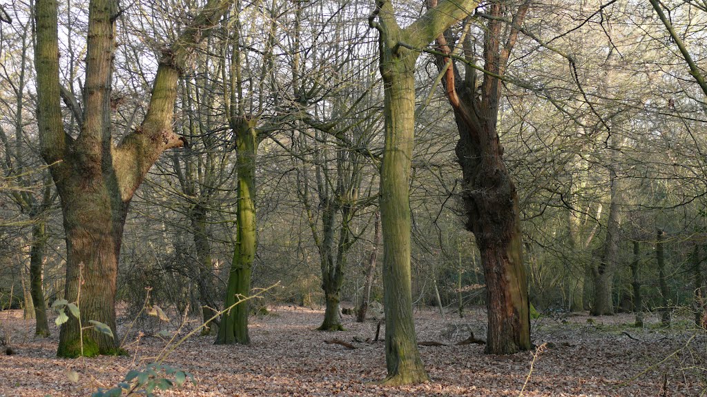 Early Spring in Epping Forest by TerryHD2