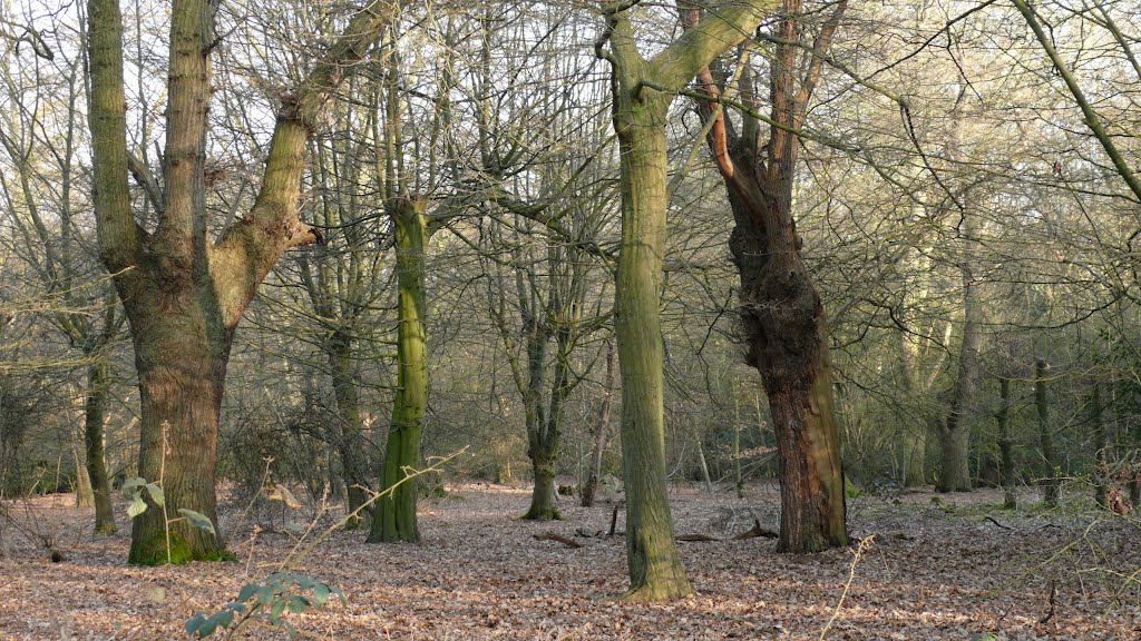 Early Spring in Epping Forest by TerryHD2