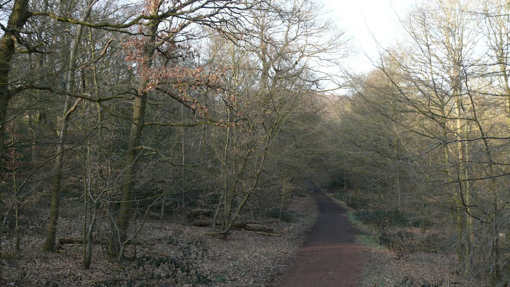 Early Spring in Epping Forest by TerryHD2