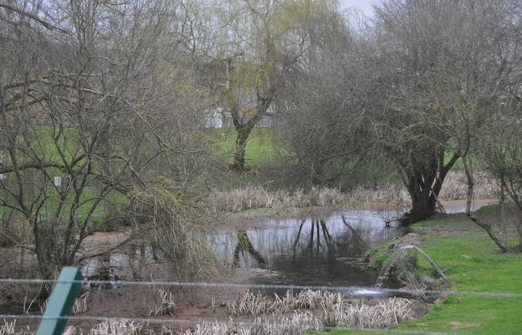 Yeovil : Small Pond by A Photographer