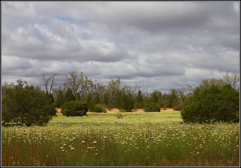 Hattah-Kulkyne National Park; dunes and swathes of 'Poached egg daisy', Polycalymma stuartii. Peter Neaum. by Peter Neaum