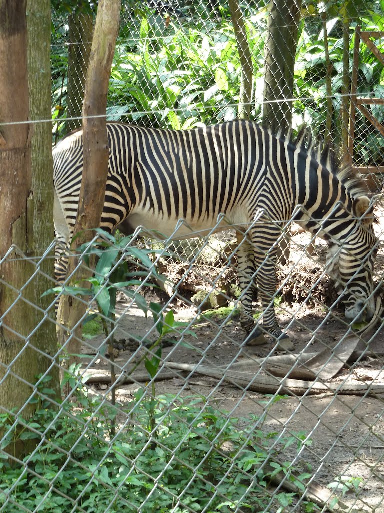 Zoológico de São Paulo - São Paulo - SP - BR by Paulo Targino Moreira Lima