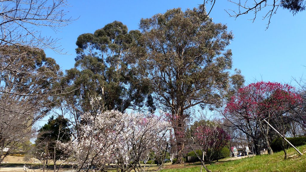 2012.03.14 紅梅と白梅とユーカリ（千里南公園） by H.Katayama