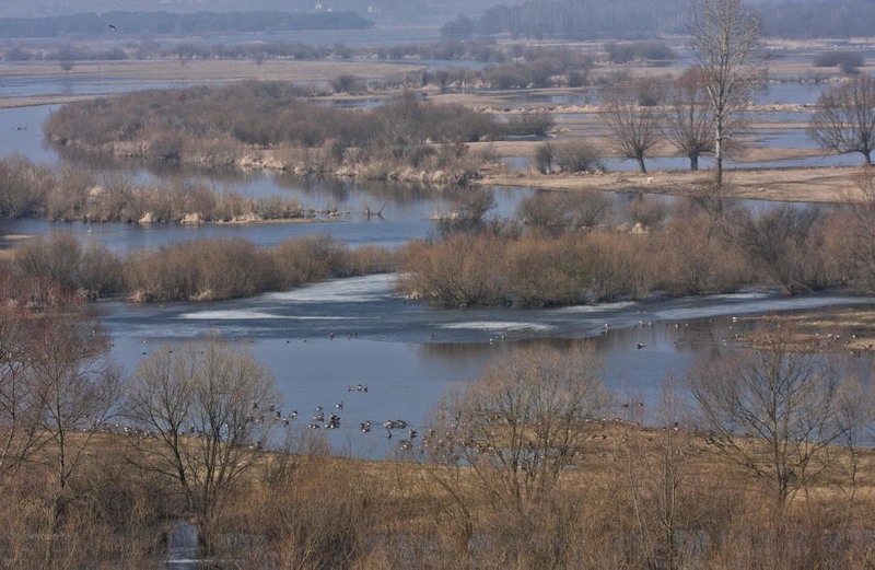 Spring river Narew by Piotr Statkiewicz