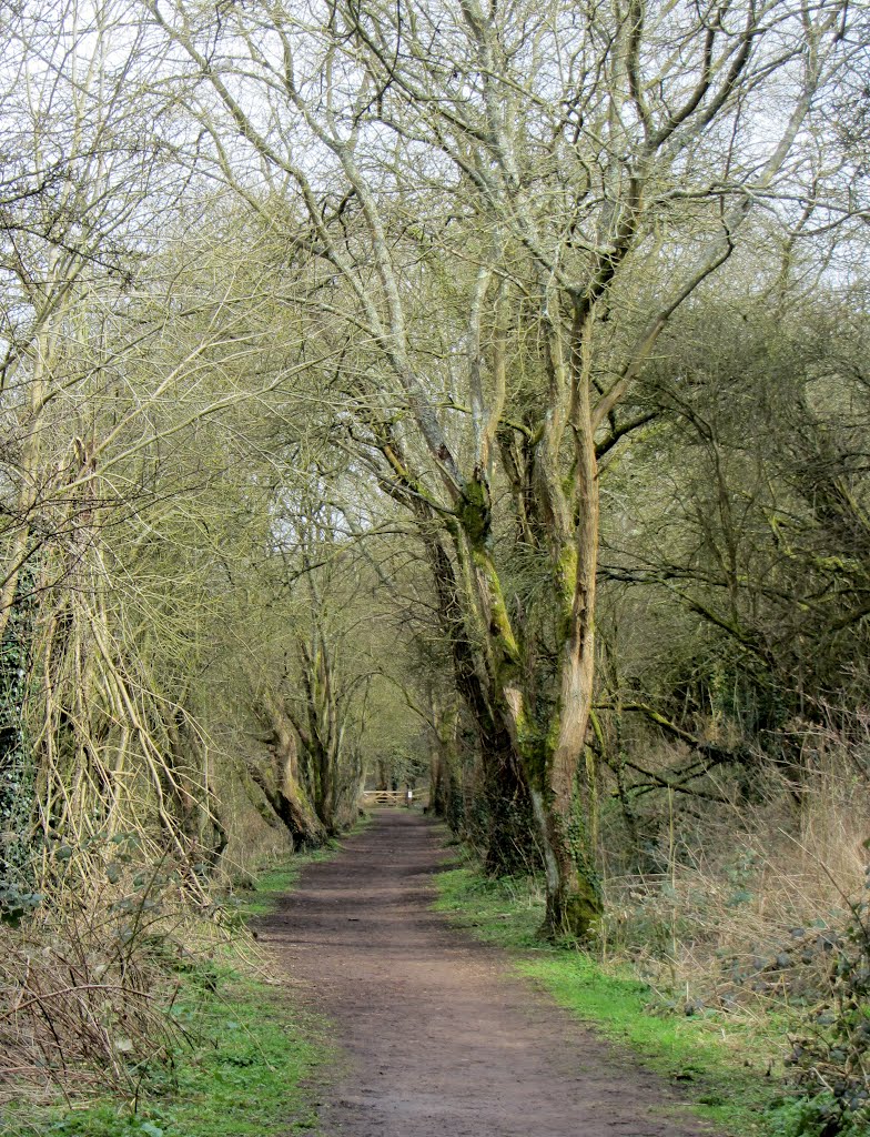 Old railway line out of Tetbury - March 2012 by Forester2009